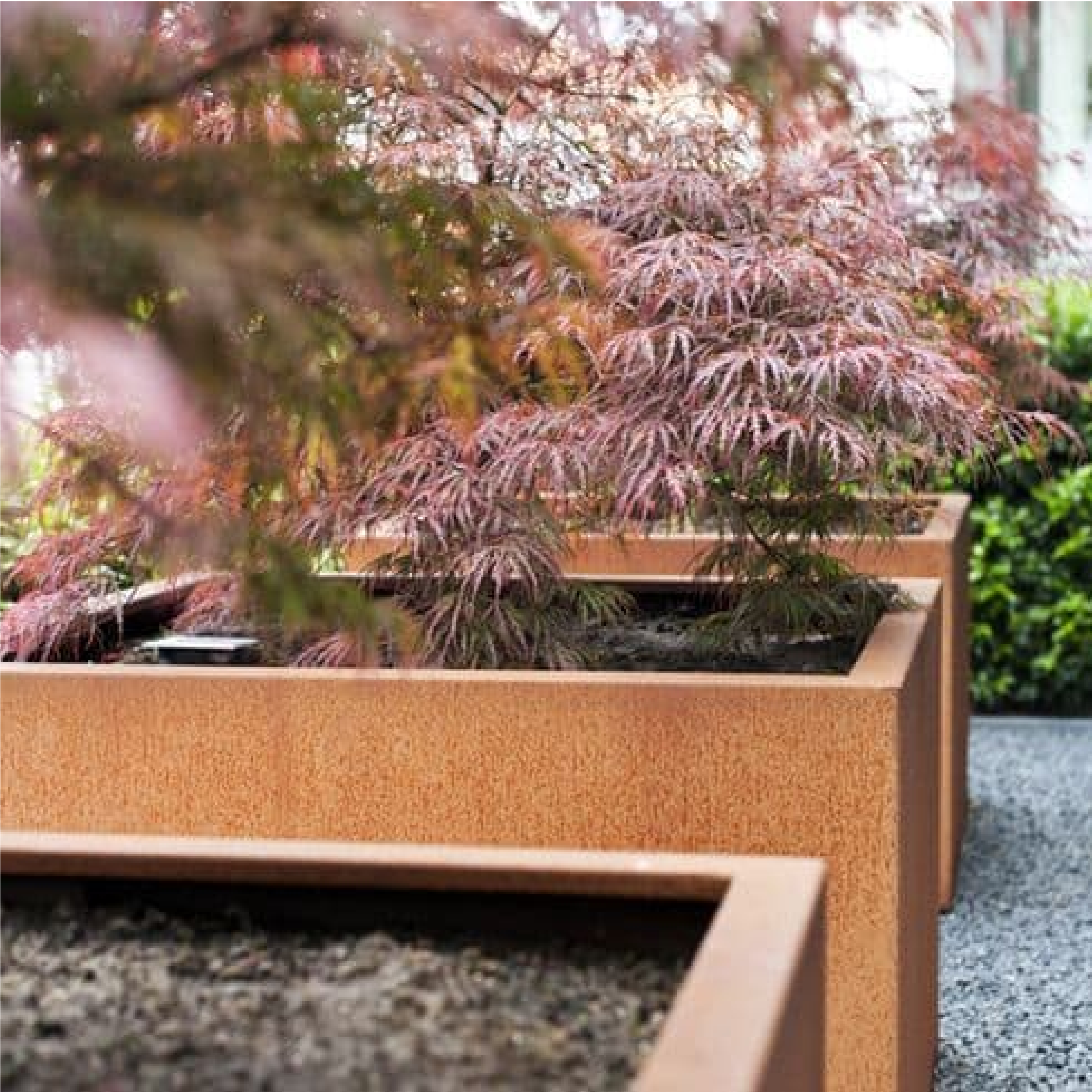 Corten Steel Cafe Planter in a row Corten Steel Square Planters With Wheels Close Up Planted, Custom Cafe Planters, Restaurant Planters, Planter on Wheels, Custom-Made Cafe Planters, Metal Planters, Commercial Planters, Hospitality Planters